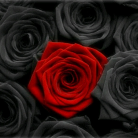 redrosebootique